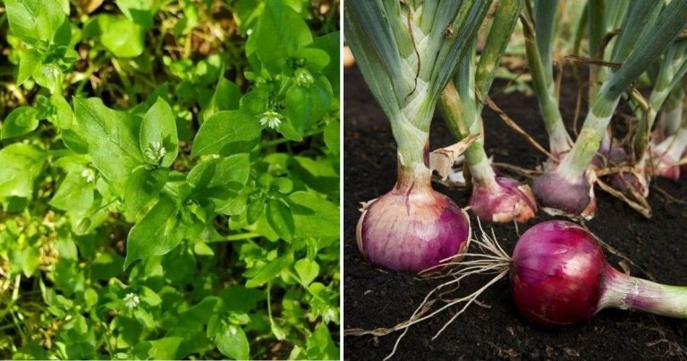 15 Impressive High-Yielding Vegetables That Will Save You Money And Time