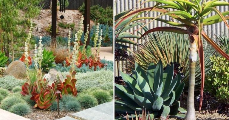 30 Desert Landscaping Ideas To Transform Your Dull Yard Into An Oasis