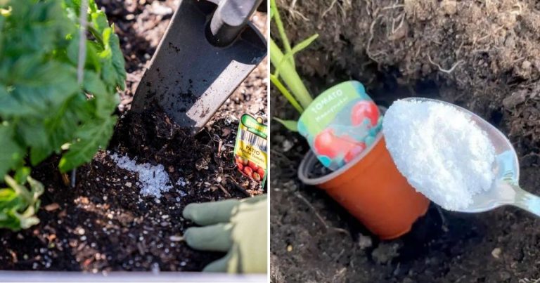 8 Amazing Benefits Of Salt For Your Garden That You May Not Know