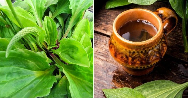 9 Reasons To Not Kill Broadleaf Plantain – A Powerful Medicinal Herb