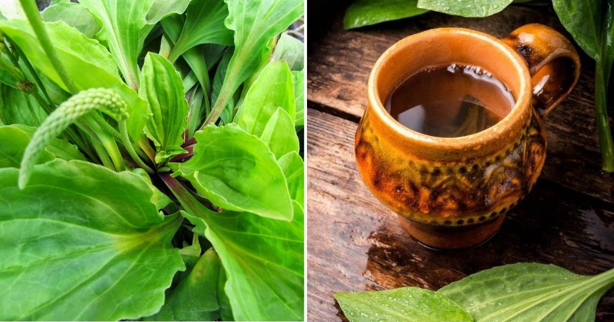 9 Reasons To Not Kill Broadleaf Plantain – A Powerful Medicinal Herb