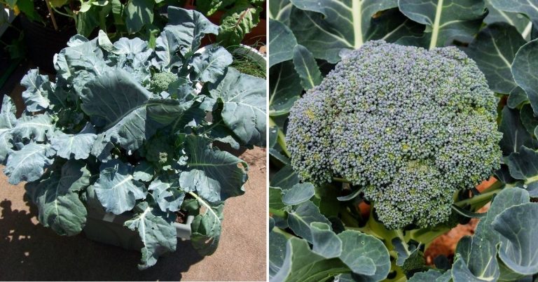 How To Grow Healthy And Delicious Broccoli In Containers