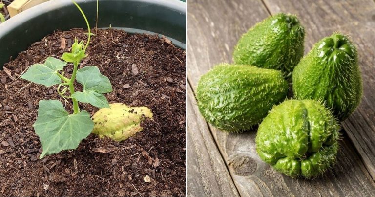 4 Secrets To Grow Chayote In Containers Like A Pro