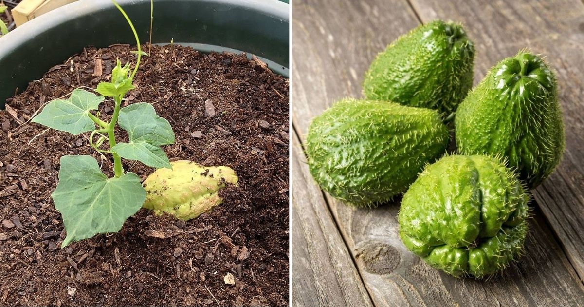 4 Secrets To Grow Chayote In Containers Like A Pro