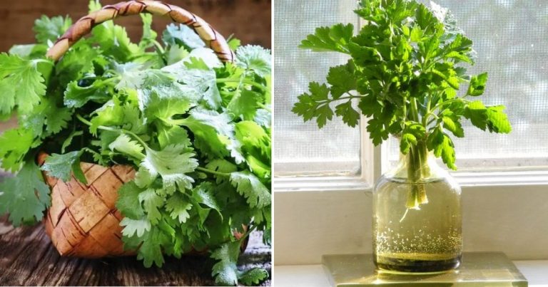 6 Tips To Grow An Endless Harvest Of Cilantro In Water