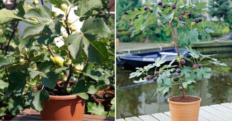 6 Simple Steps To Grow Healthy Fig Trees From Cuttings