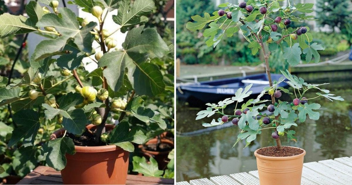 6 Simple Steps To Grow Healthy Fig Trees From Cuttings