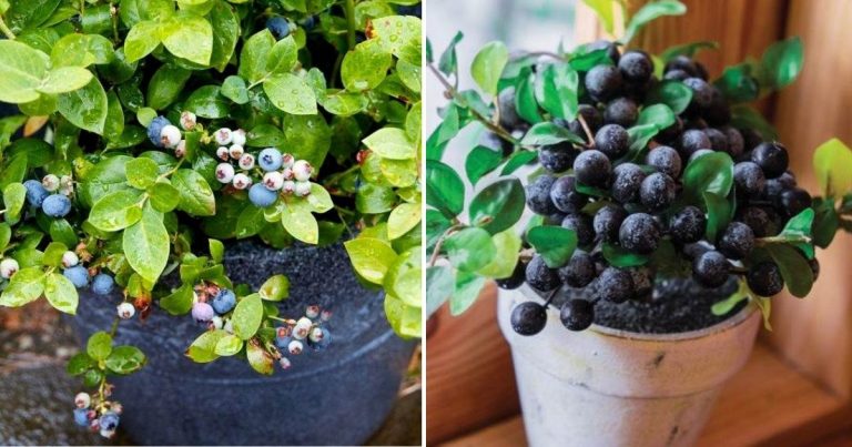 4 Things You Should Know Before Growing Blueberries In Pots
