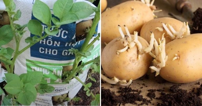 Easy and Cheap Way To Grow Potatoes In A Bag Giving A Bountiful Harvest At Home
