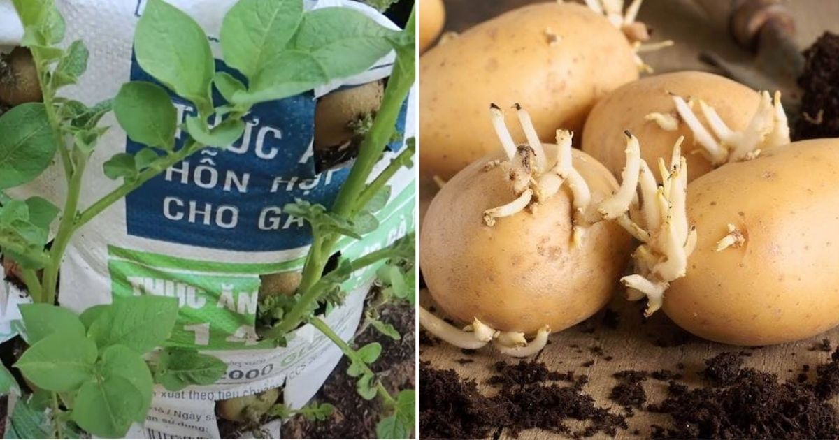 Easy and Cheap Way To Grow Potatoes In A Bag Giving A Bountiful Harvest At Home