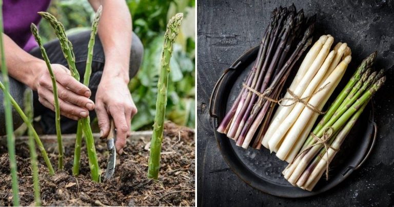 Grow Asparagus In Containers: How To Enjoy This Perennial Vegetable Year-Round