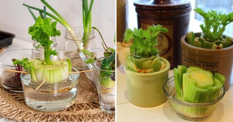 4 Secrets To Grow Your Own Celery In Water At Home