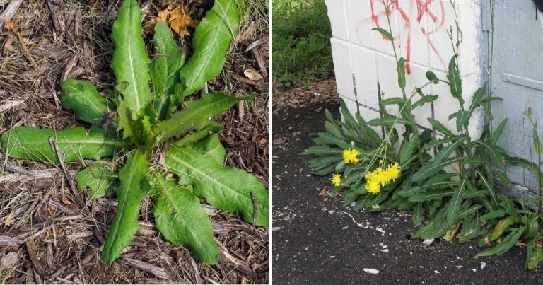 6 Secret Powers Of Lactuca Serriola You Might Do Not Know