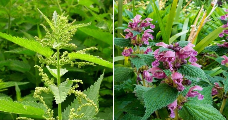 5 Surprising Benefits Of Nettle For Your Garden And Beyond