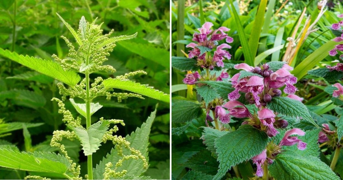 5 Surprising Benefits Of Nettle For Your Garden And Beyond