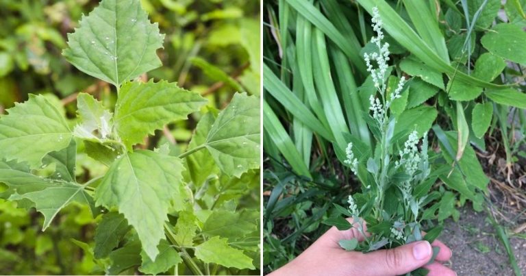 Unveil Potentials Of Lambs’ Quarters: The Weed Can Purify Your Soil And Nourish Your Body