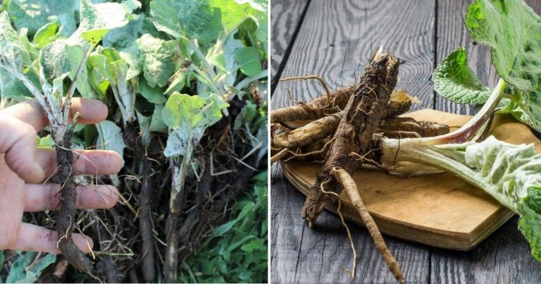 How Burdock Roots Can Support Your Garden And Improve Your Health