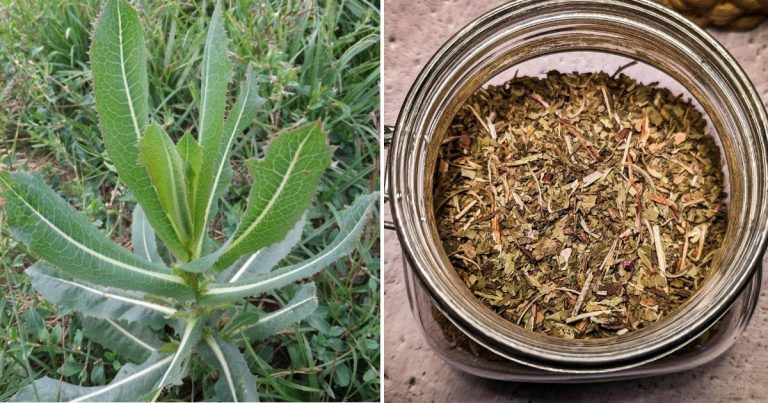 5 Easy Steps To Make Wild Lettuce Extract For Pain Relief And Better Sleep
