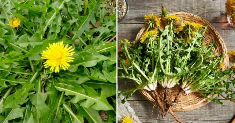 6 Amazing Benefits Of Dandelion Roots For Your Garden And Your Body