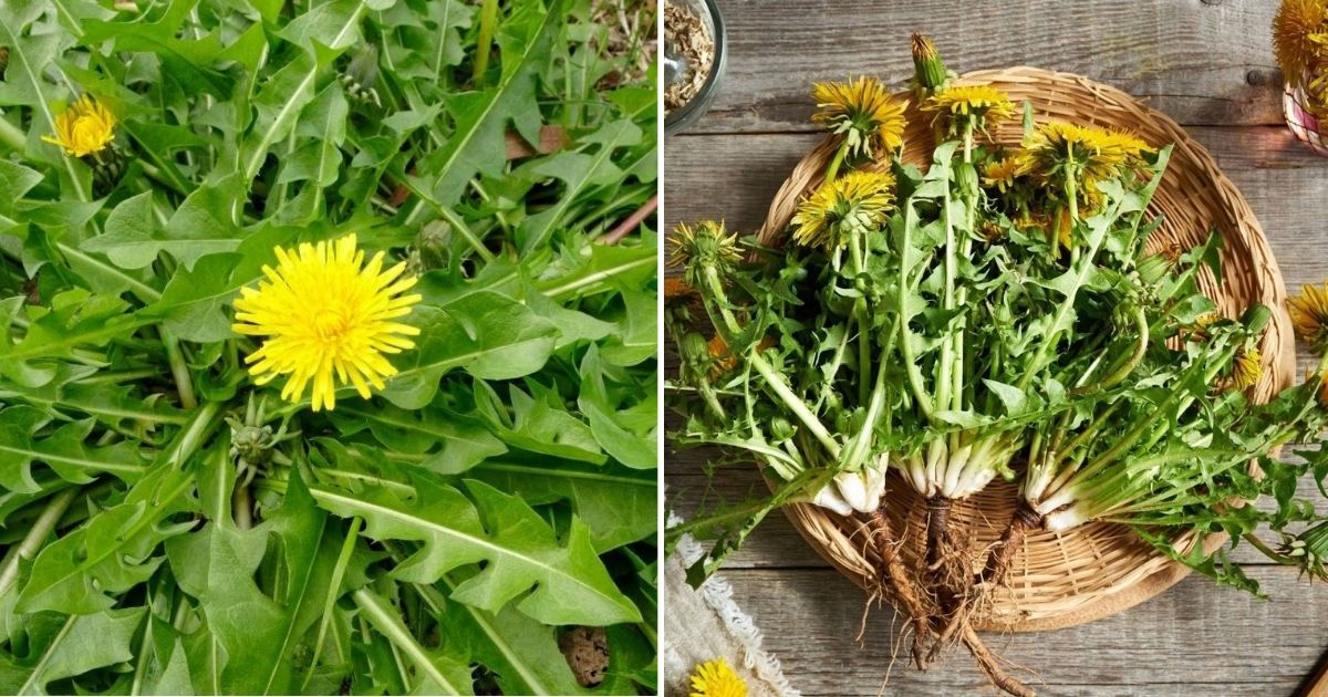6 Amazing Benefits Of Dandelion Roots For Your Garden And Your Body