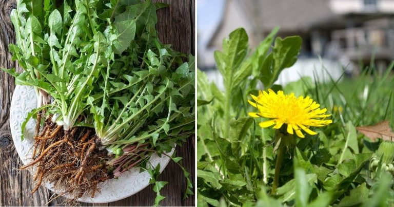 How Dandelions Can Improve Your Soil, Your Health, And Your Life