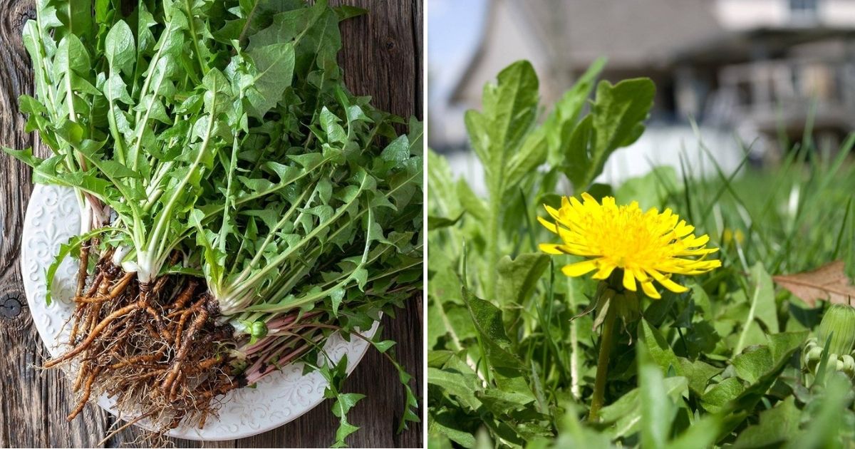How Dandelions Can Improve Your Soil, Your Health, And Your Life
