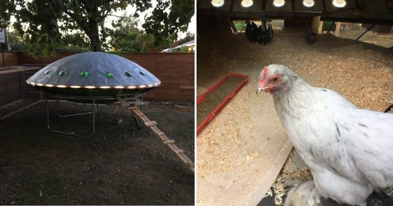 The Guide To Creating A UFO Chicken Coop That Will Blast Your Chickens Into Space