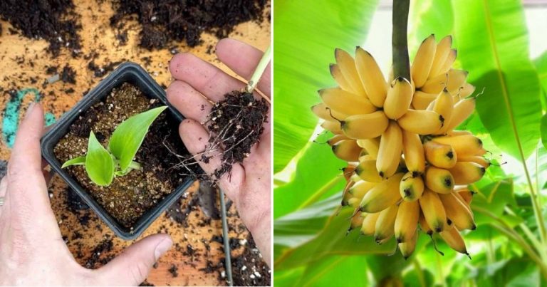 What You Need To Know Before Growing Banana Trees From Seeds