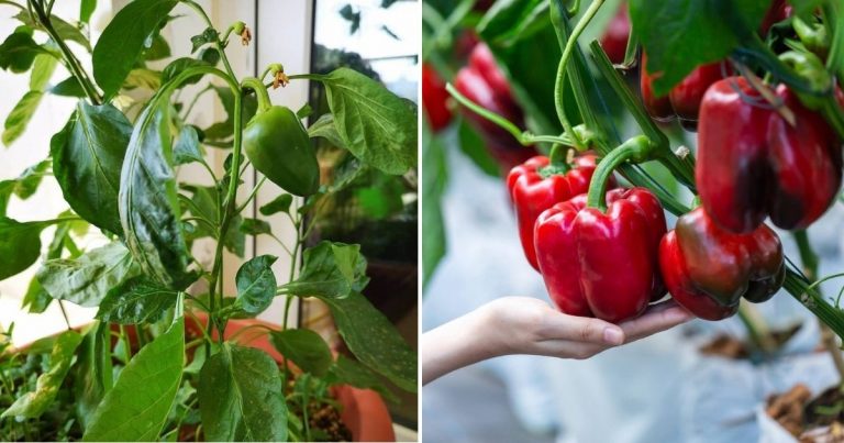 Growing Peppers In Plastic Bottles: A Creative And Sustainable Solution For Urban Gardeners