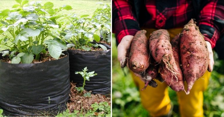 How To Harvest Tons Of Sweet Potatoes From Soil Bags