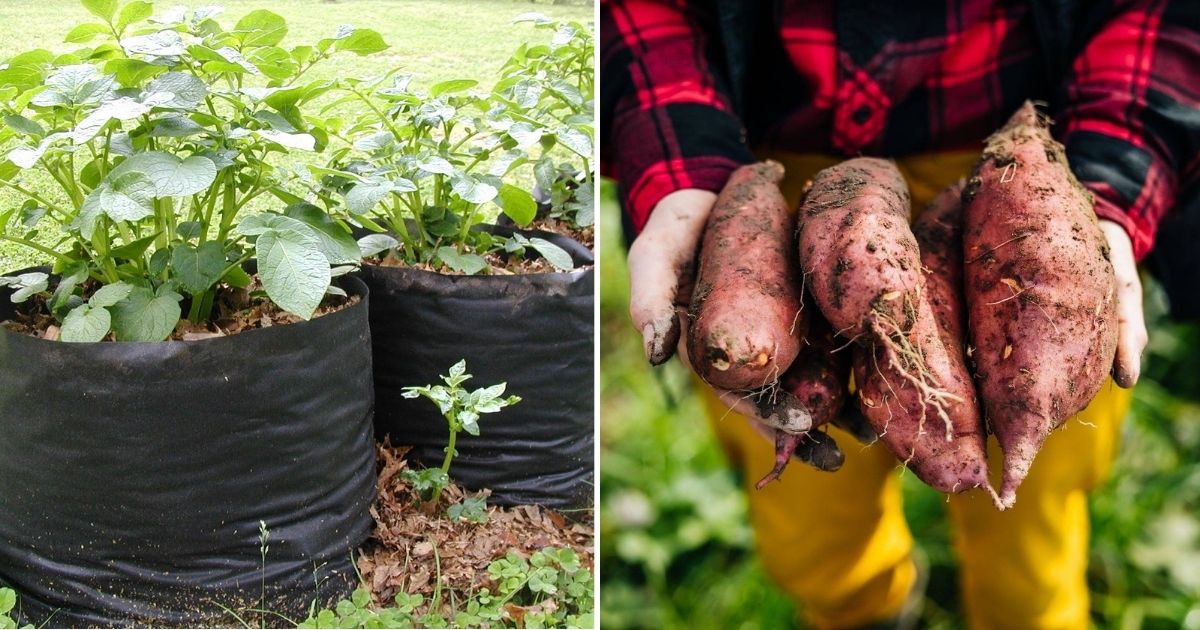 How To Harvest Tons Of Sweet Potatoes From Soil Bags