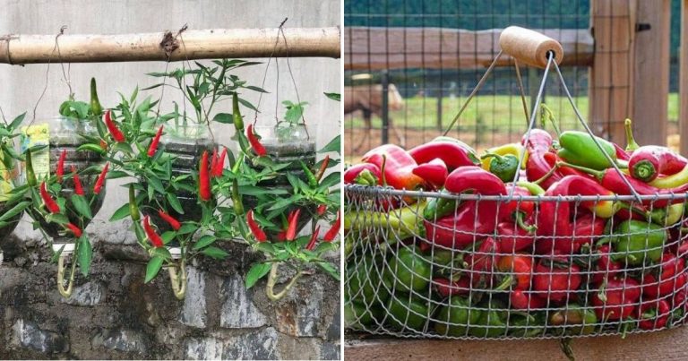 How To Grow Peppers Upside Down At Home With A Variety Of Fruits