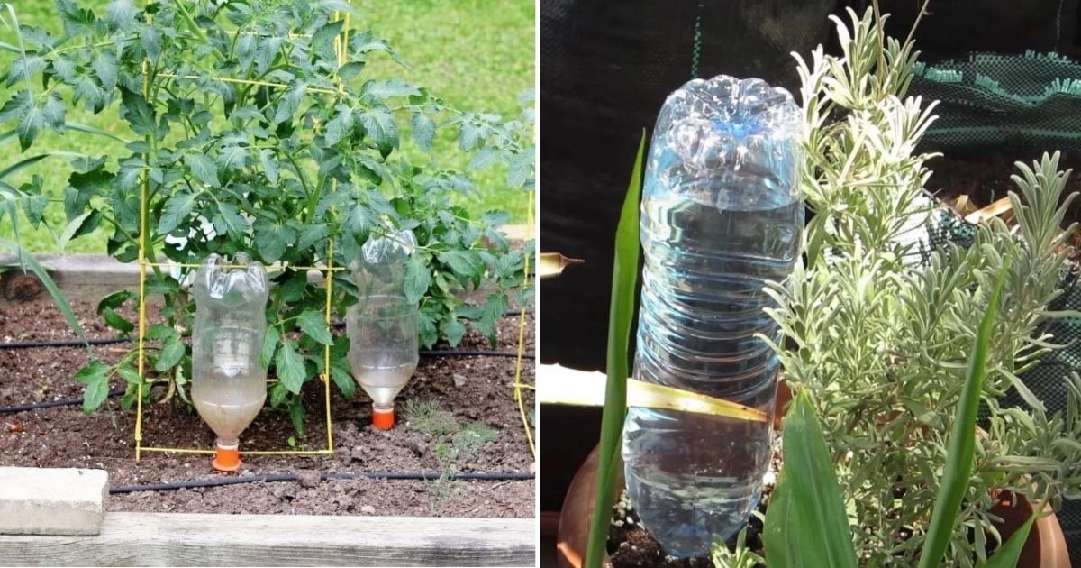 6 Steps To Craft A DIY Automatic Bottle Vegetable Waterer