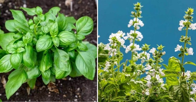 The Amazing Benefits Of Basil Flowers That You Do Not Know About