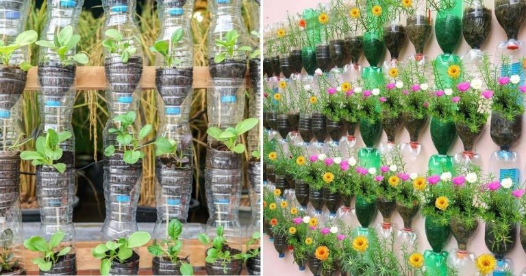 How to Make Your Own Vertical Garden And Care For Them