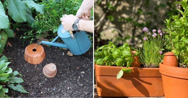 Why Olla Irrigation – A Low-Tech Solution Can Boost Your Crop Yield And Quality