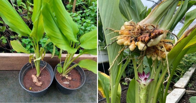 How To Grow Turmeric In Containers: A Practical Guide For Home Gardeners