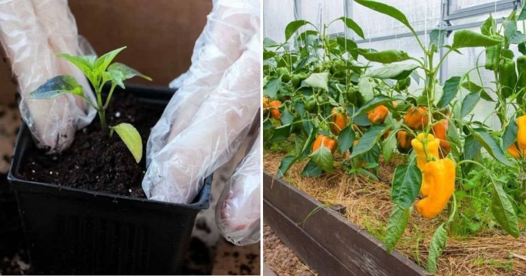 How To Successfully Grow Peppers From Seeds To Plates