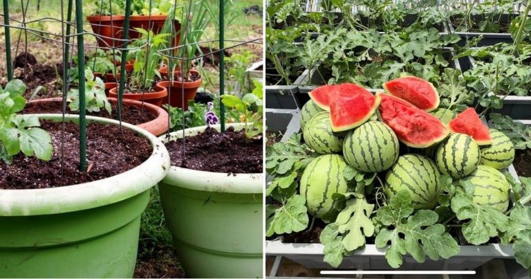 Watermelon Container Gardening: How To Grow Large And Tasty Watermelons In Small Spaces