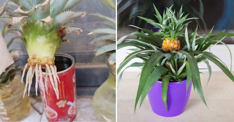 How To Grow Your Own Pineapples In Water With Just A Pineapple Top