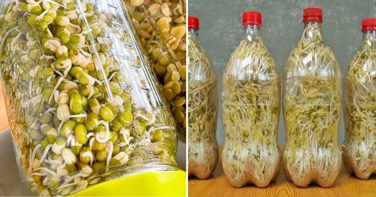 How To Grow Fresh And Crunchy Bean Sprouts In Plastic Bottles
