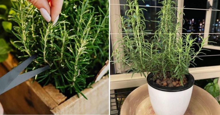 The Easiest Way To Grow Rosemary From Cuttings: Just Use Water!