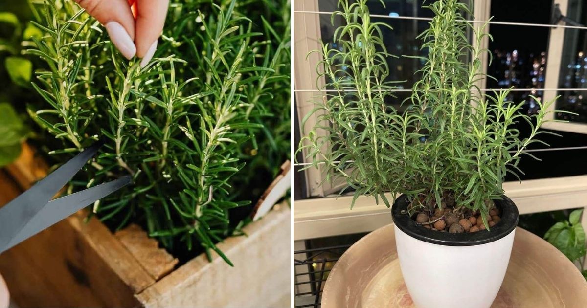 The Easiest Way To Grow Rosemary From Cuttings: Just Use Water!