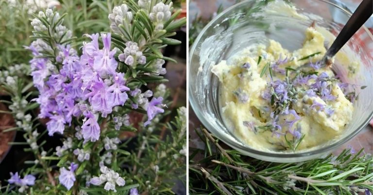 Don’t Throw Away Your Rosemary Flowers: They Are A Versatile Ingredient
