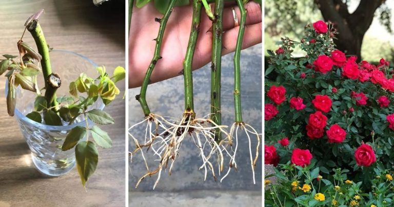Propagating Roses In A Water Glass To Save Money And Enjoy More Flowers