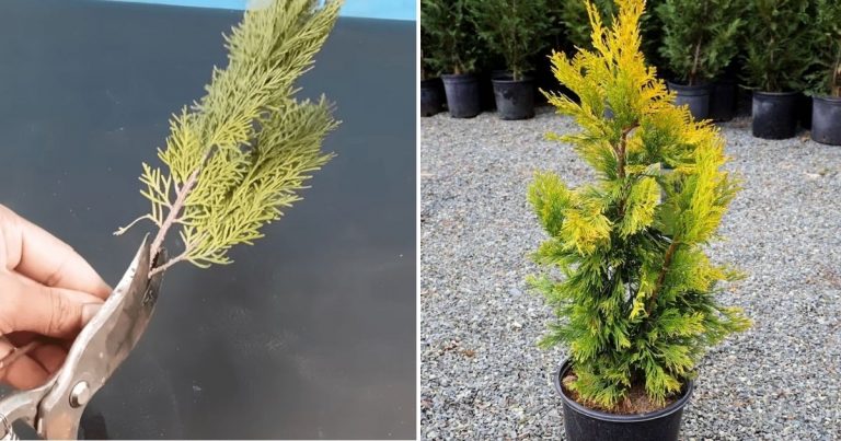 How To Grow New Thuja Plants From Cuttings With Aloe Vera Gel