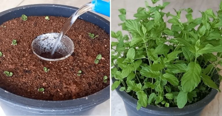 The Plastic Cup Method: A Smart And Low-Cost Way To Grow Mint At Home