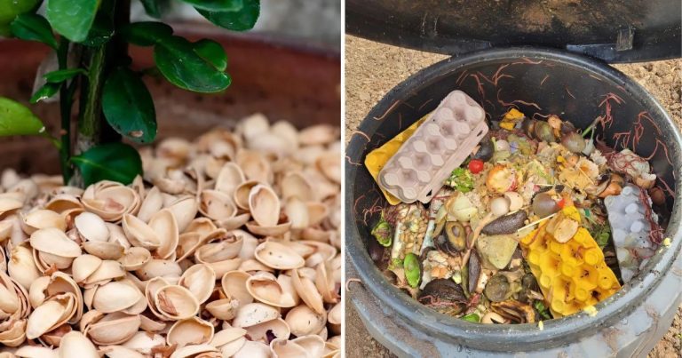 8 Surprising Benefits Of Pistachio Shells For Your Garden