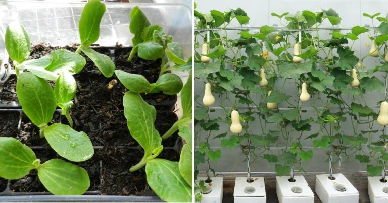 Growing Butternut Squash In A Container: 4 Steps You Need To Know