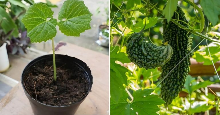 Bitter Melon: How To Grow This Exotic Vegetable In Containers At Home